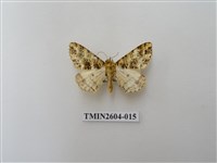 藏品(尺蛾120)的圖片